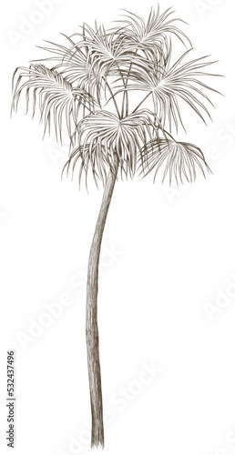 Graphic palm and tropical leaves isolated on white background. Leaves illustration. 