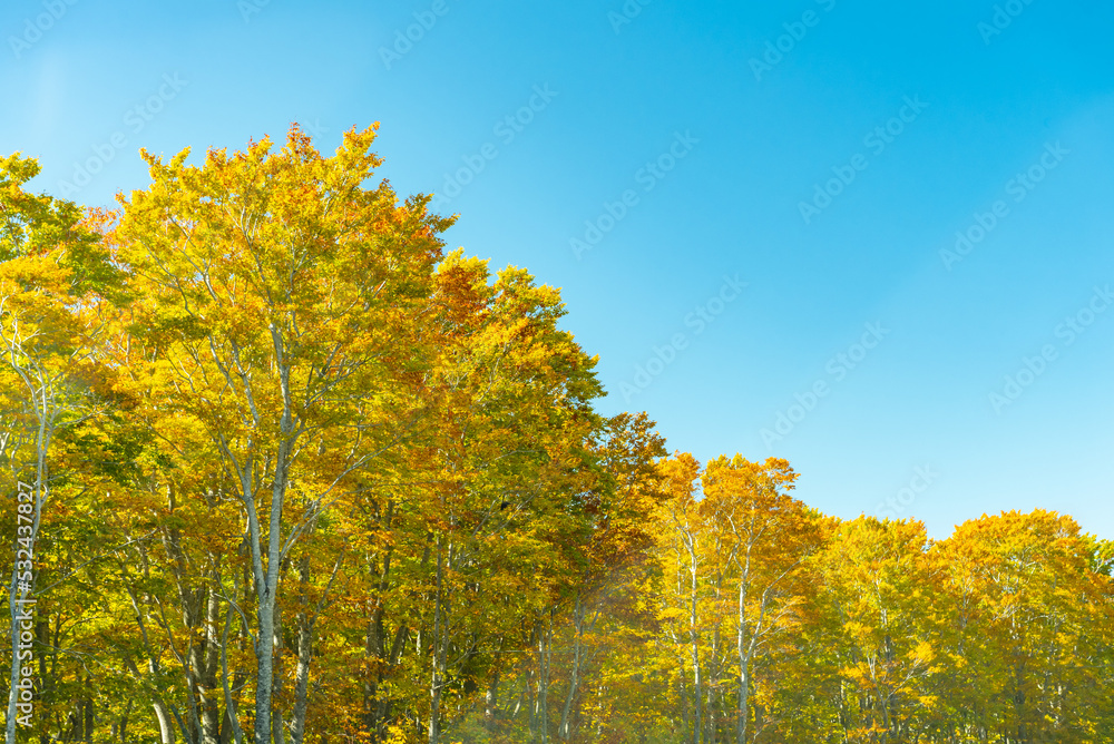 Fototapeta premium Autumn leaf season in Japan