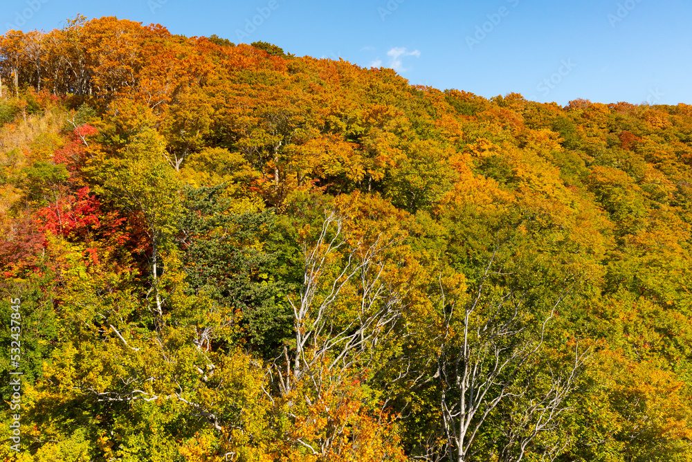 Fototapeta premium Autumn leaf season in Japan