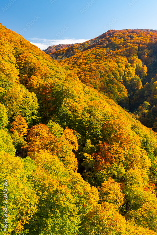 Autumn leaf season in Japan