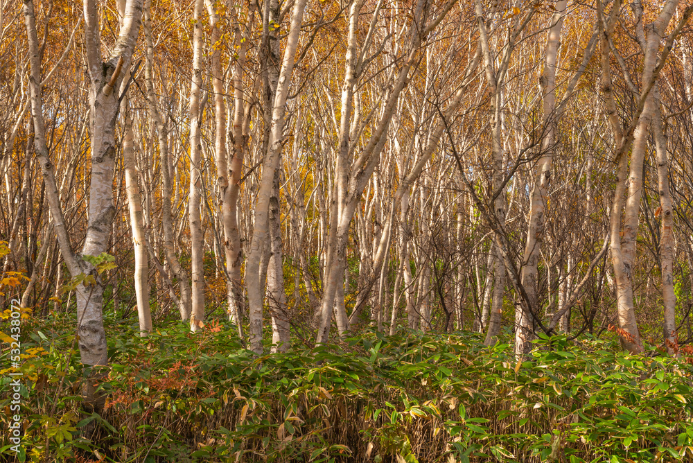 Autumn leaf season in Japan Autumn leaf season in Japan
