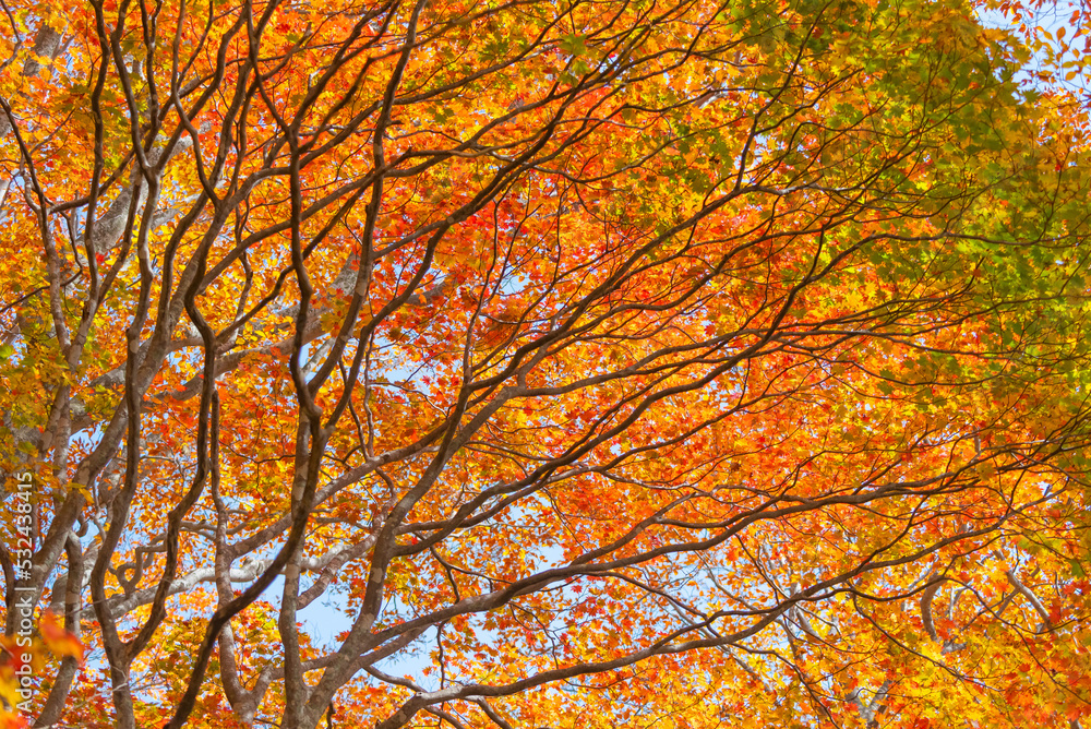 Autumn season landscape in Japan Autumn season landscape in Japan
