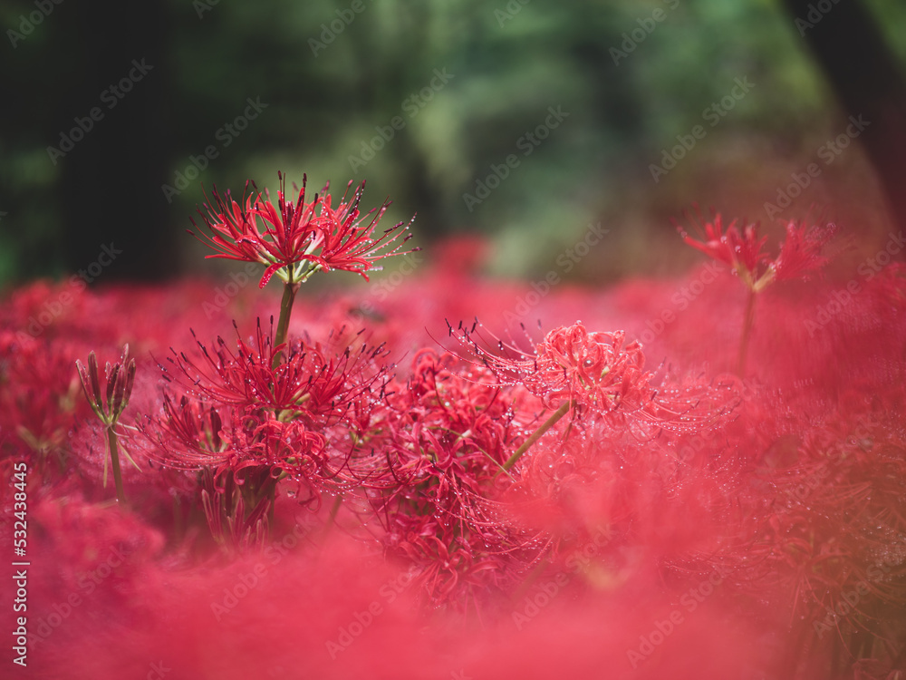 満開の曼珠沙華　日高市巾着田　9月