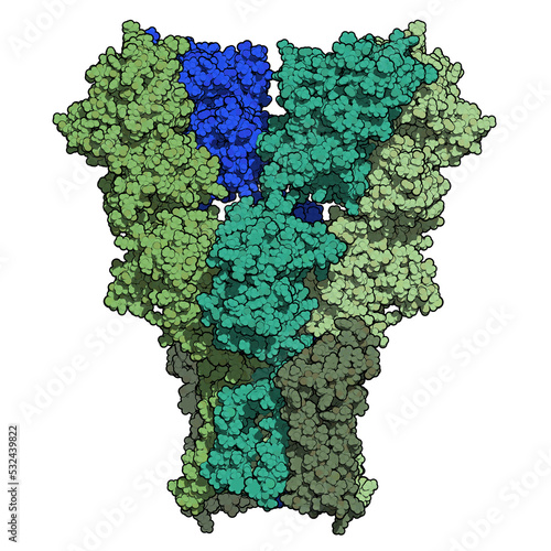 AMPA receptor (ionotropic glutamate receptor). Structure of the rat AMPAR composed of tetrameric GluA2, with auxiliary subunit GSG1L, determined by cryo-EM. 3D rendering. photo
