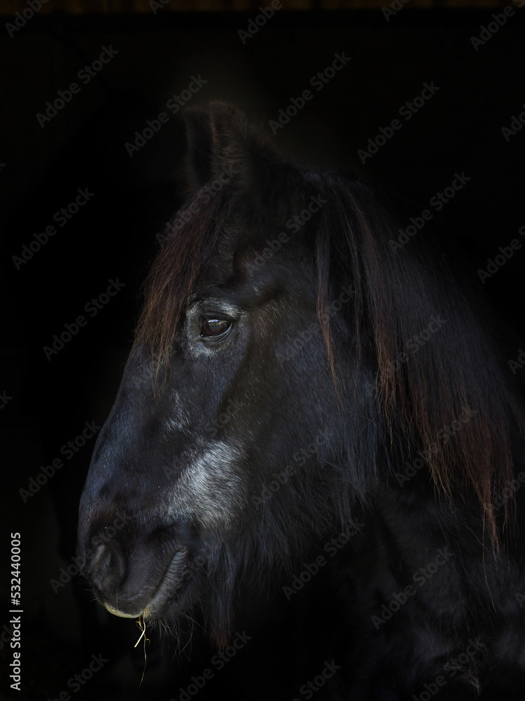 Older Horse Headshot Older Horse Headshot