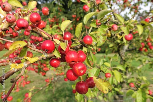 Small ripe fruits of crab apple 'Evereste' growing in orchard in Hertfordshire, England, UK photo