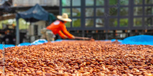 Agriculture of cocoa farmers brown organic cocoa beans sun-drying on a cocoa farm. Process for chocolate production photo