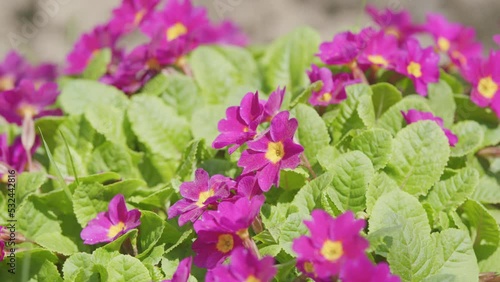 Purple primrose with a yellow center. Primula juliae syn. Pruhoniciana. photo