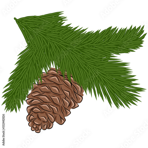 a green branch of a pine cone on a white background