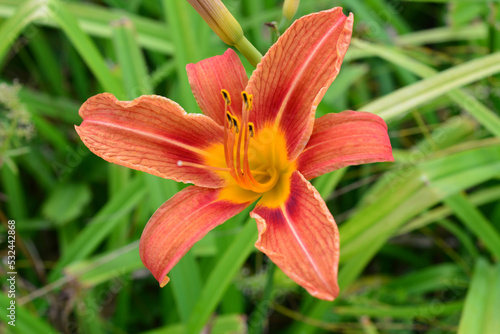 head of orange lily isolated on green grass background, close-up