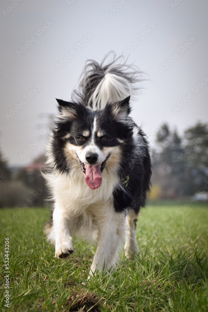 Border collie is running on the field. He is so funny outside.