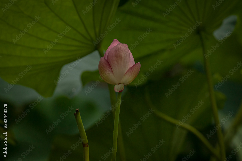 Sacred Lotus Flower blooms in the pond 