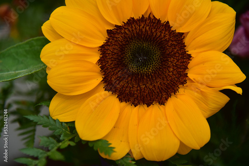 sunflower close up, ornamental flowers 