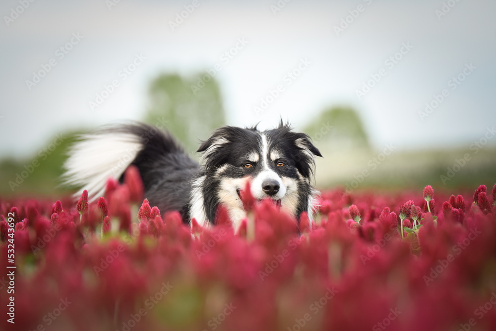 Border collie is standing in crimson clover. He has so funny face he is smilling Border collie is standing in crimson clover. He has so funny face he is smilling