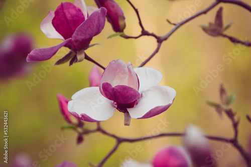 Magnolia spring flowers