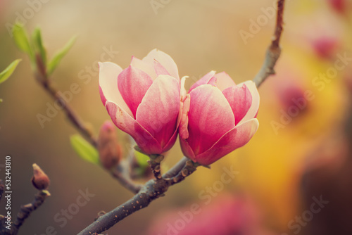 Papier peint Magnolia spring flowers