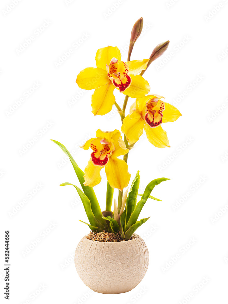 Yellow orchid cymbidium flower in a pot