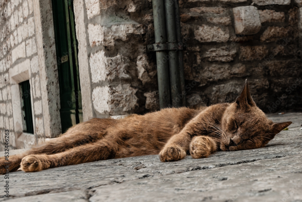 śpiący na ulicy maisteczka rudy kotek - obrazy, fototapety, plakaty 