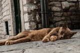 rudy kot śpiący ulica bruk chorwacja