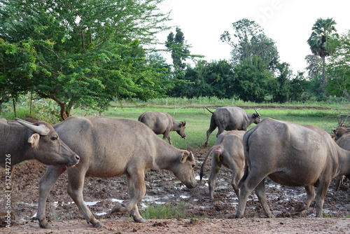 water buffalo