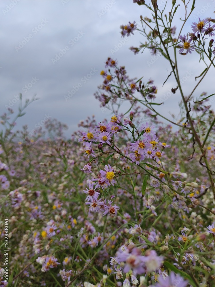 flowers in the field 
