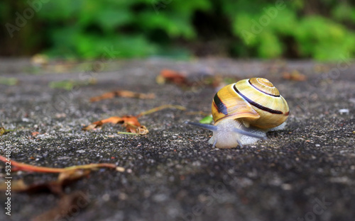 Little snail on a stone
