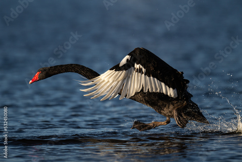 Black swan wings