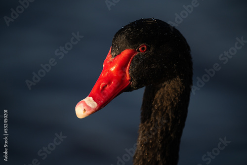 Black swan headshot
