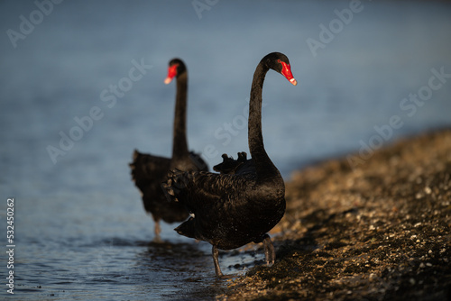 Black swan pair 2