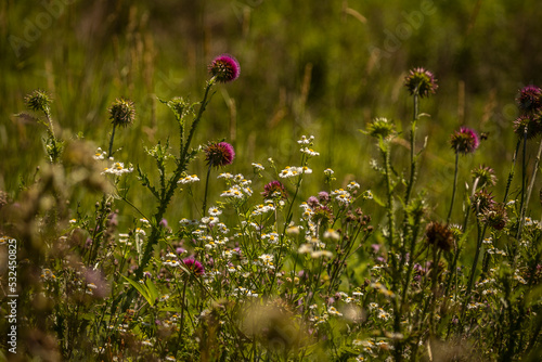 A field full of Wildflowers
