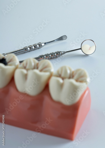 Fototapeta Naklejka Na Ścianę i Meble -  Adult Dental Teeth Model Large Model Removable Resin Removable Dentist Training Tool
