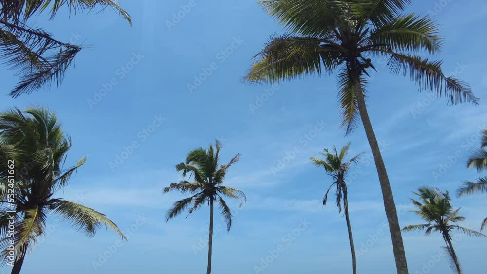 Coconut palm trees on the beach, Kanyakumari district, Tamil Nadu coastline Coconut palm trees on the beach, Kanyakumari district, Tamil Nadu coastline