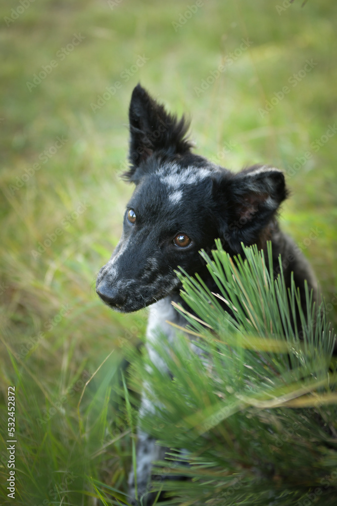 Fototapeta premium Portrait of dog puppy mudi. She is so nice dog.