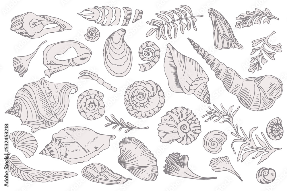 Set of silhouette seashells and plants Hand drawn ocean shell or conch mollusk scallop Sea underwater animal fossil Nautical and aquarium, marine theme. Vector illustration Set of silhouette seashells and plants Hand drawn ocean shell or conch mollusk scallop Sea underwater animal fossil Nautical and aquarium, marine theme. Vector illustration