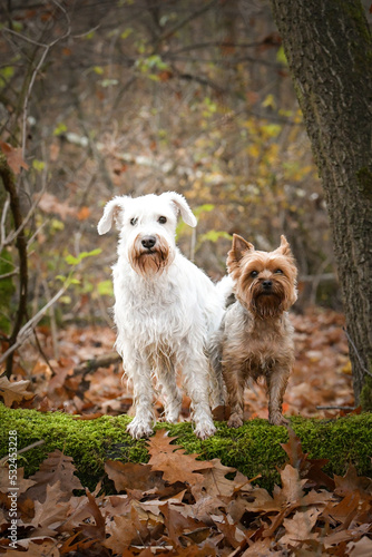 Dogs are sitting in the forest. It is autumn portret.