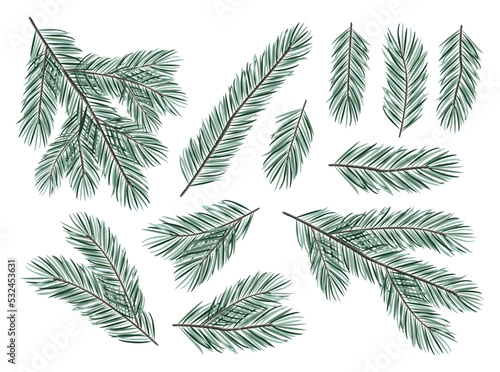 Collection of pine branches isolated on white background