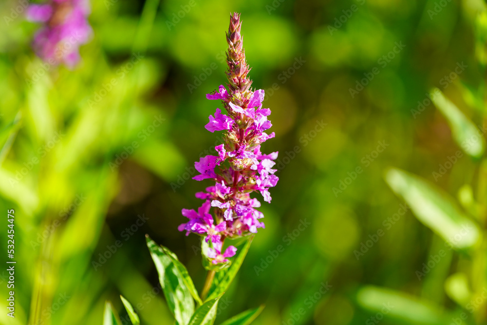 Blossom of loosestrife. Plant closeup. Lythrum salicaria.
Blossom of loosestrife. Plant closeup. Lythrum salicaria.
