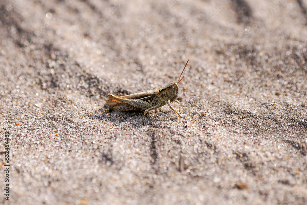 Brown grasshopper on sandy ground. Chorthippus brunneus.
Brown grasshopper on sandy ground. Chorthippus brunneus.