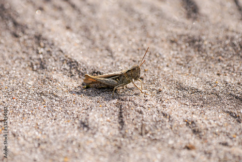 Brown grasshopper on sandy ground. Chorthippus brunneus. 