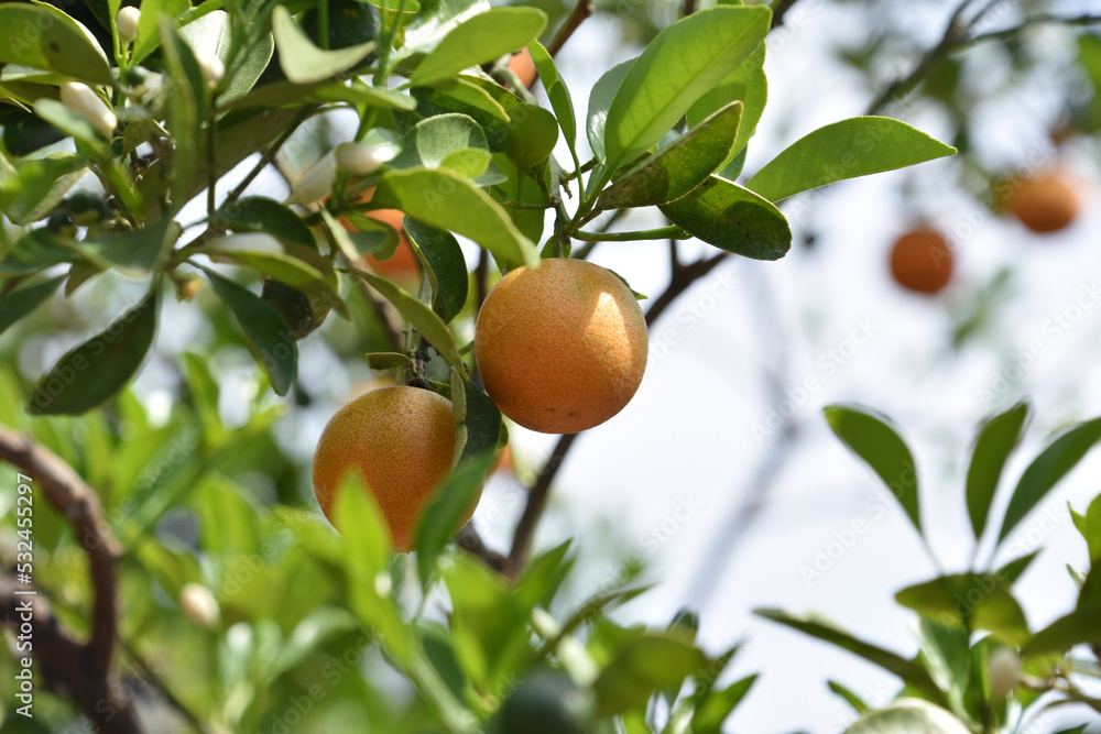 Amazing Ripening Calamondin Fruit on a Tree