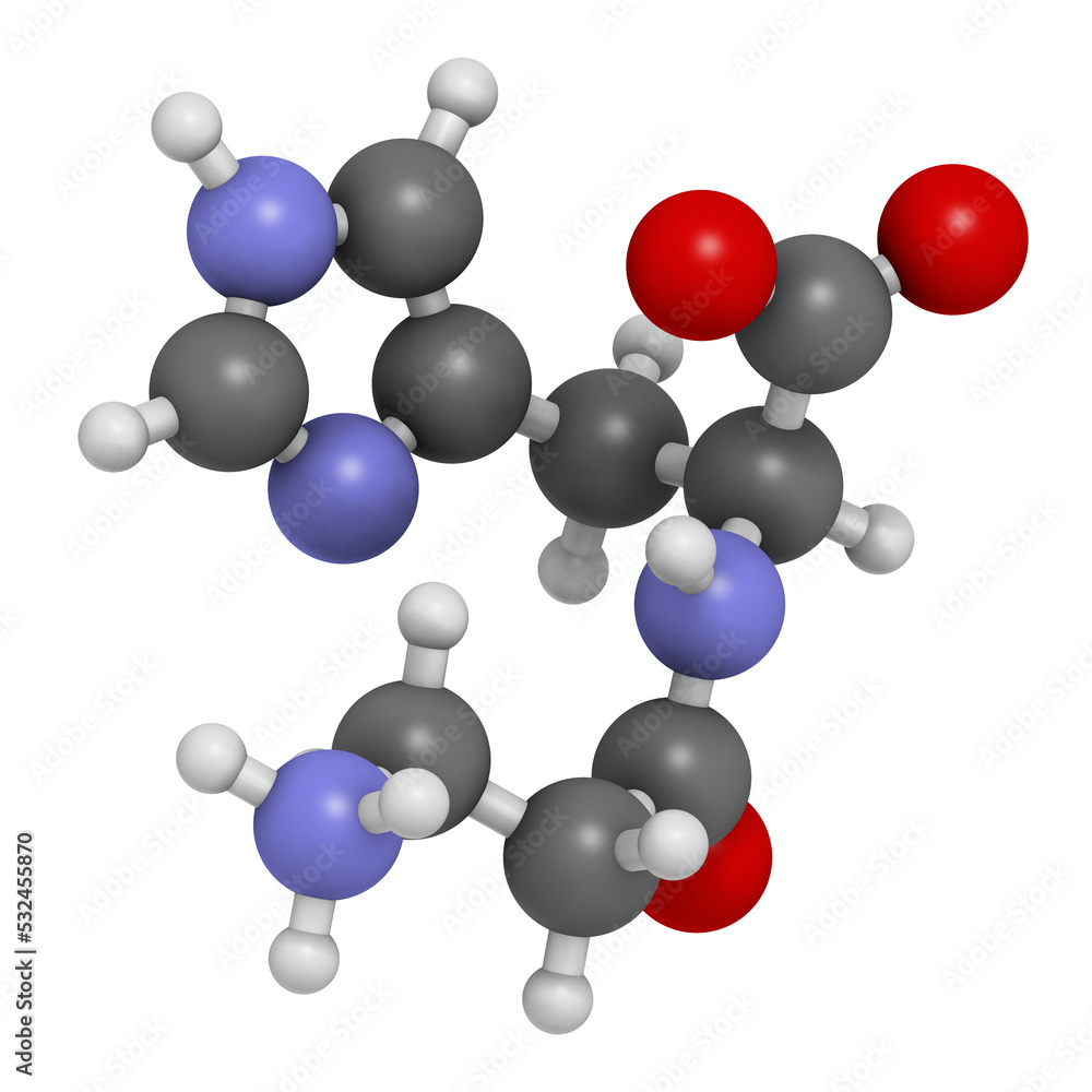 Carnosine (L-carnosine) food supplement molecule, 3D rendering. Carnosine (L-carnosine) food supplement molecule, 3D rendering.