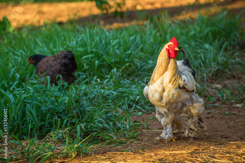 Fotografia Brahma Chicken, Type of Chicken Largest in the World Today