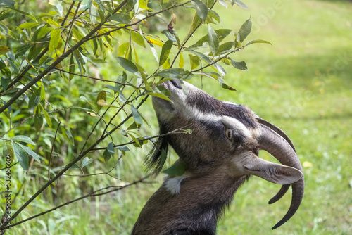 horned gray Saanen goat. portrait of a goat walking in the forest. goat eats tree branches. Funny goat