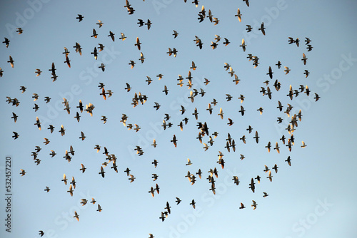 flock of birds