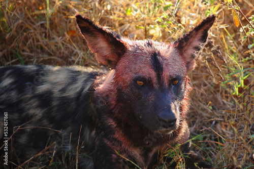 Blutbesudelter Afrikanischer Wildhund nach Beutezug / Bloodstained African wild dog after killing an Impala / Lycaon pictus