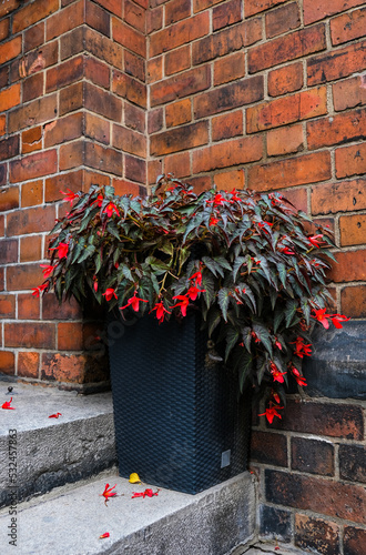 Red flowers of Begonia boliviensis ampelny sais in the pot outdoor on the street of Wroclaw old town, Poland photo