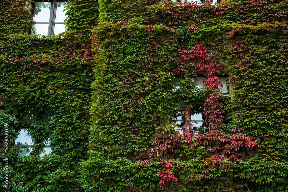 old brick house full covered with ivy
