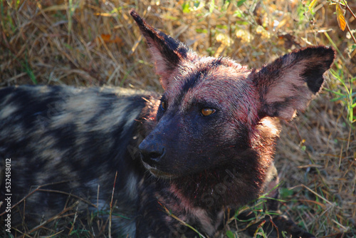 Blutbesudelter Afrikanischer Wildhund nach Beutezug   Bloodstained African wild dog after killing an Impala   Lycaon pictus