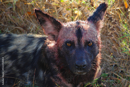 Blutbesudelter Afrikanischer Wildhund nach Beutezug / Bloodstained African wild dog after killing an Impala / Lycaon pictus