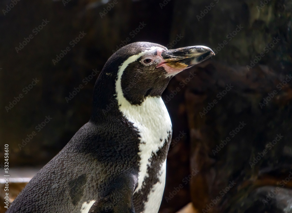 Naklejka premium The Humboldt penguin (Spheniscus humboldti) standing on a rock